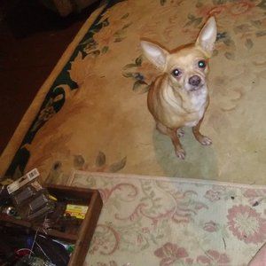 Meet your Posher, Janice